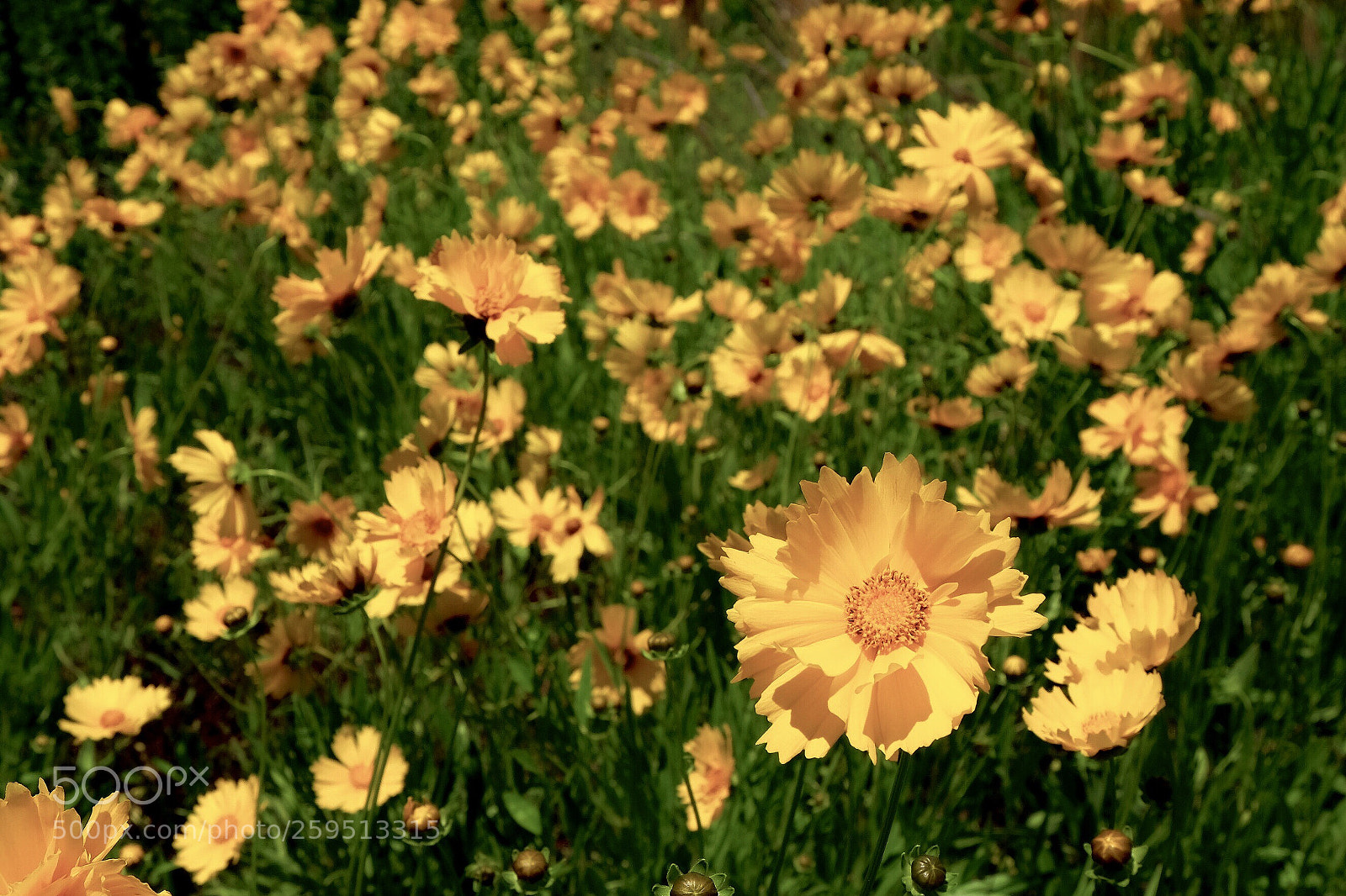 Fujifilm X-T1 sample photo. Sunny flowers photography
