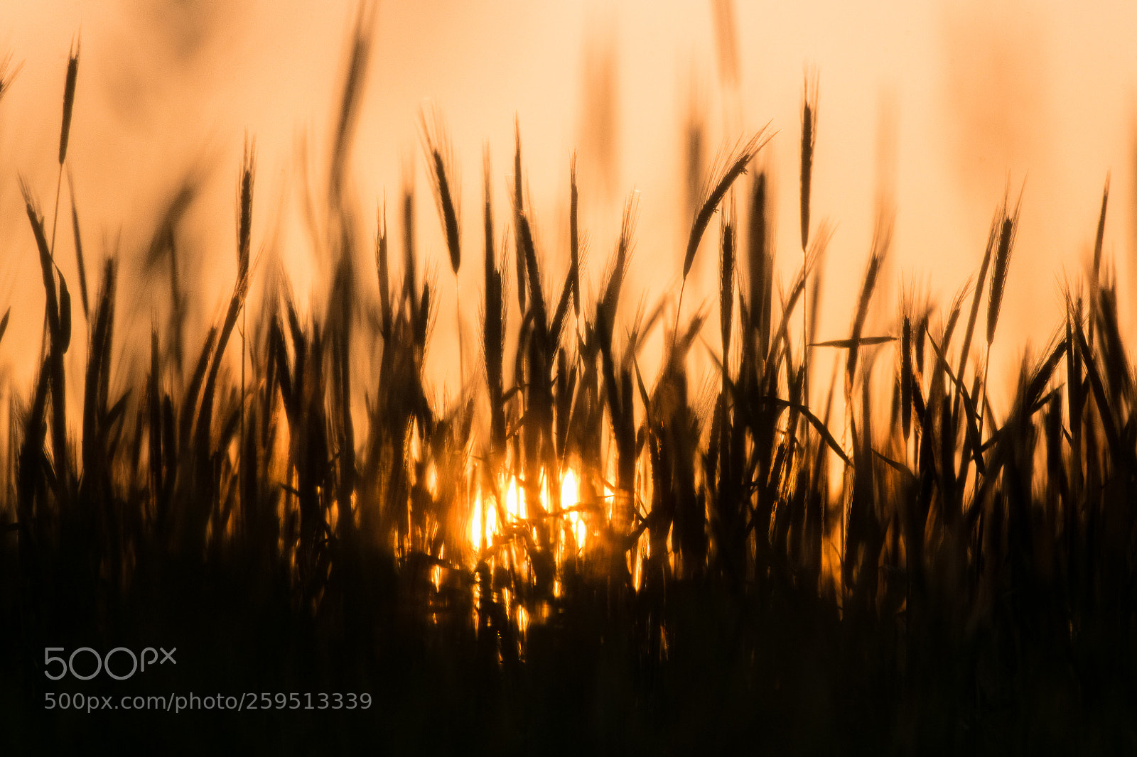 Nikon D850 sample photo. Fire sunset photography