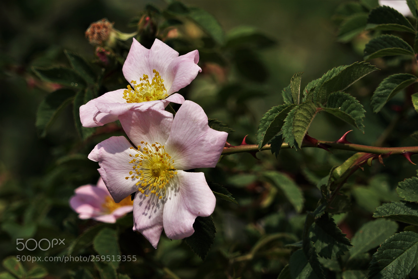 Sony a6500 sample photo. Springtime i.  photography