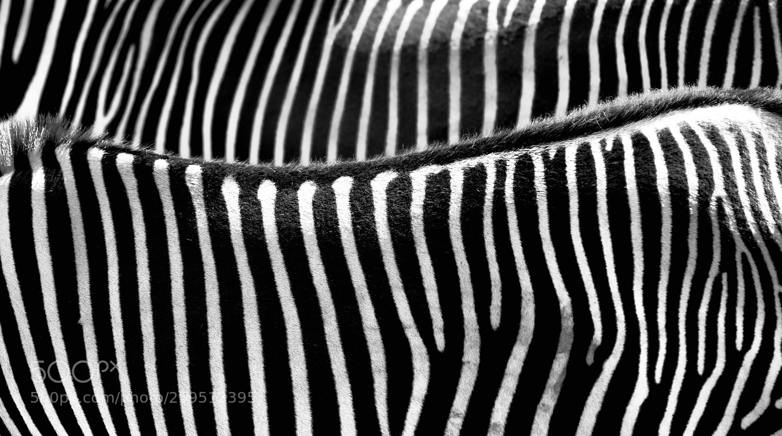 Nikon D800 sample photo. Strips photography