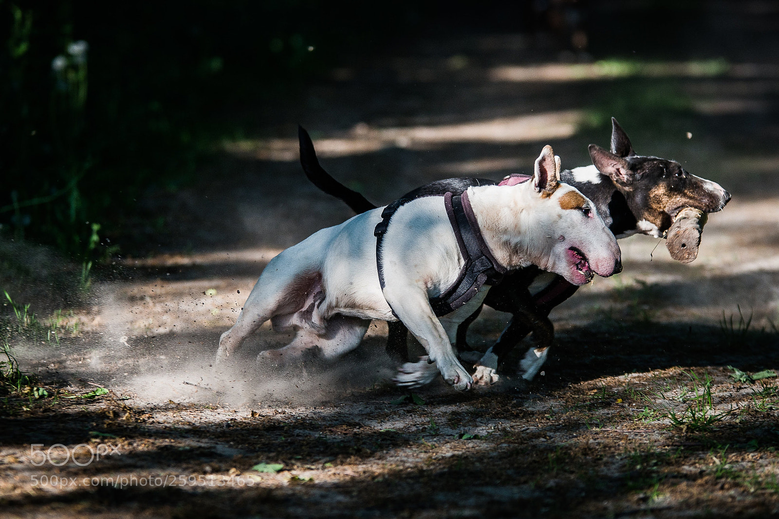Sony SLT-A99V sample photo. Big excitement around the photography