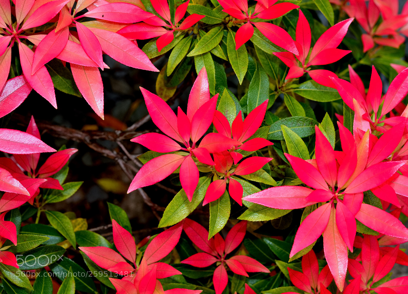 Nikon D3200 sample photo. May red photography