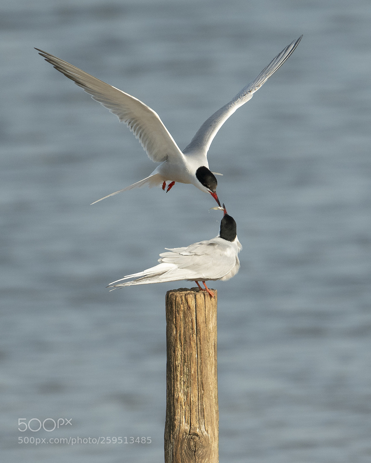 Nikon D500 sample photo. Fresh fish for his photography