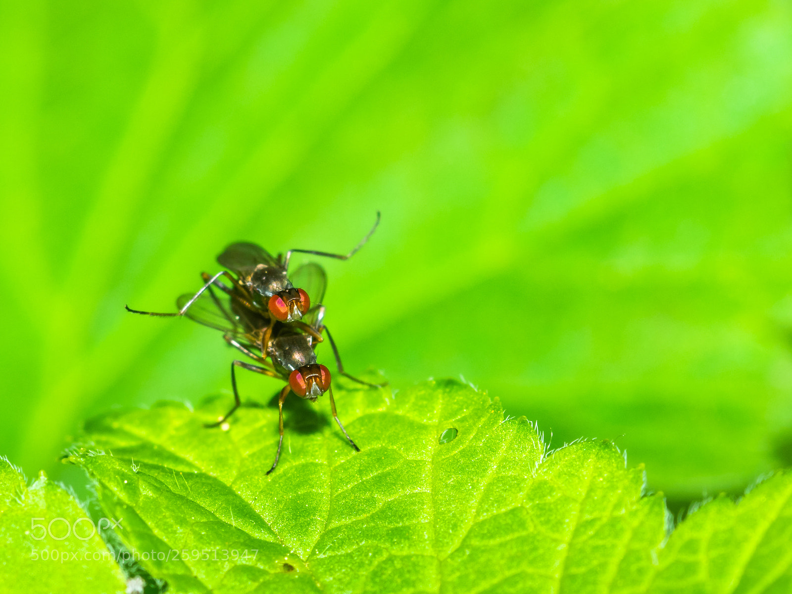 Olympus OM-D E-M1 sample photo. Rodeo flies keeping the photography