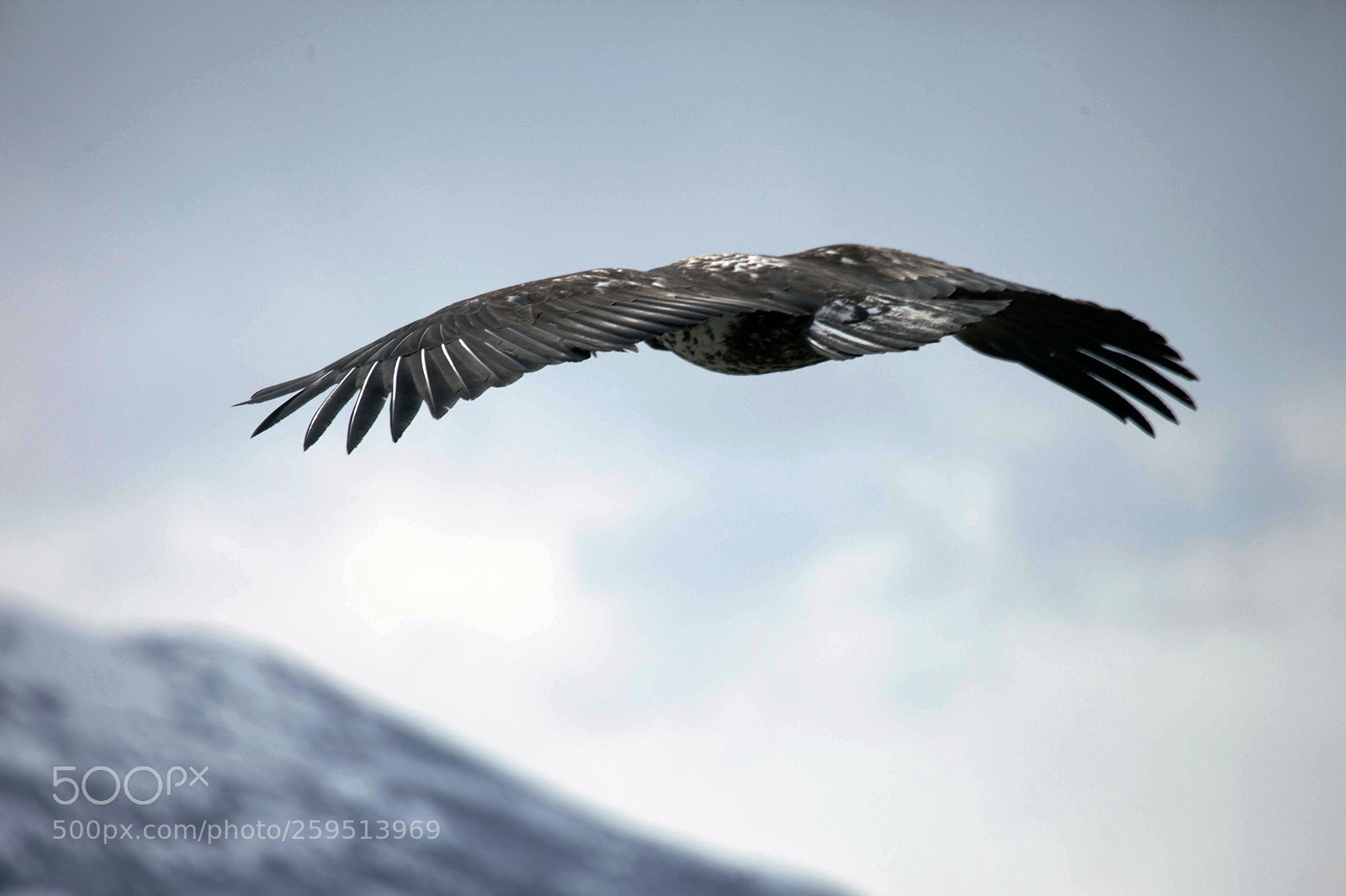 Canon EOS 5D Mark II sample photo. Eagle's flight photography