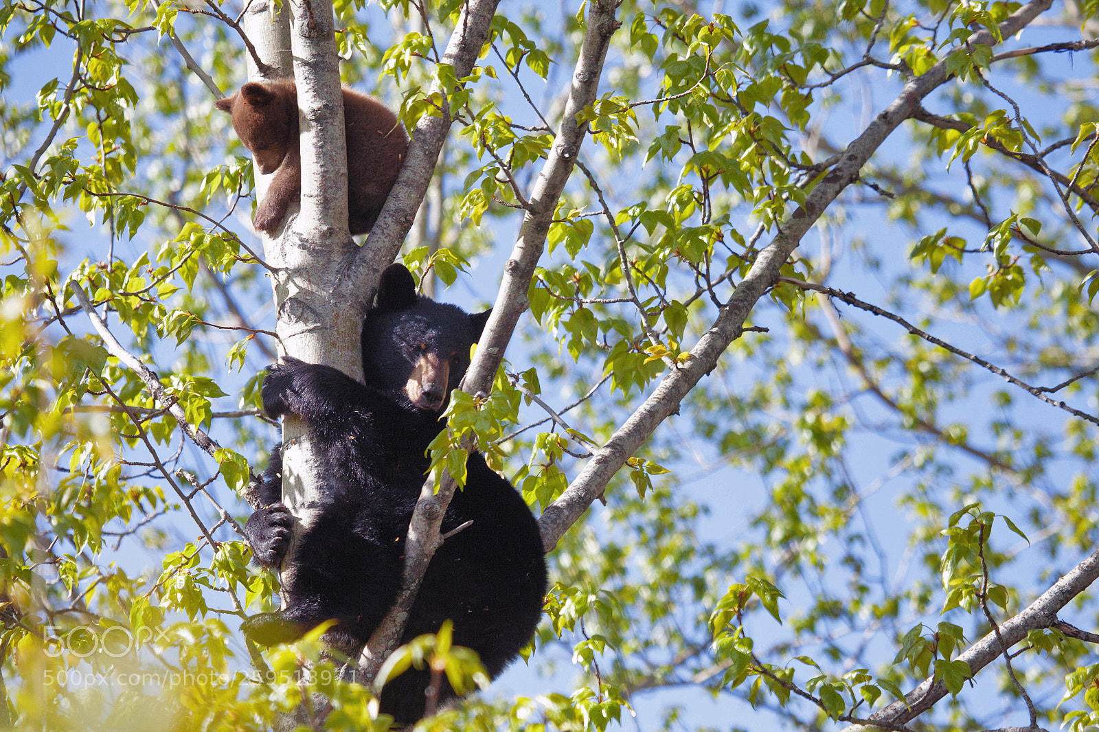 Canon EOS 5D Mark II sample photo. Bears above photography