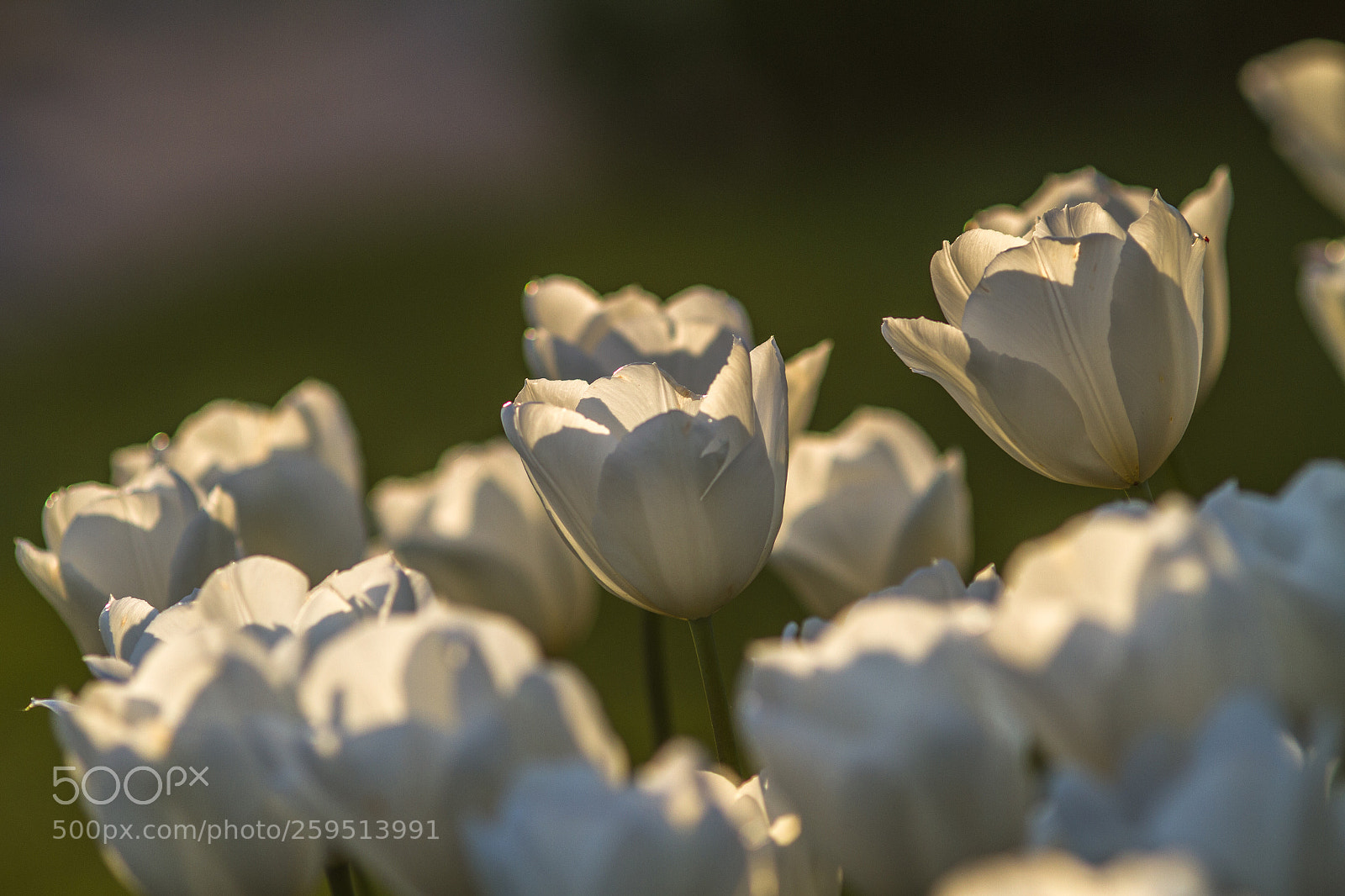 Canon EOS 7D sample photo. Unschuld photography