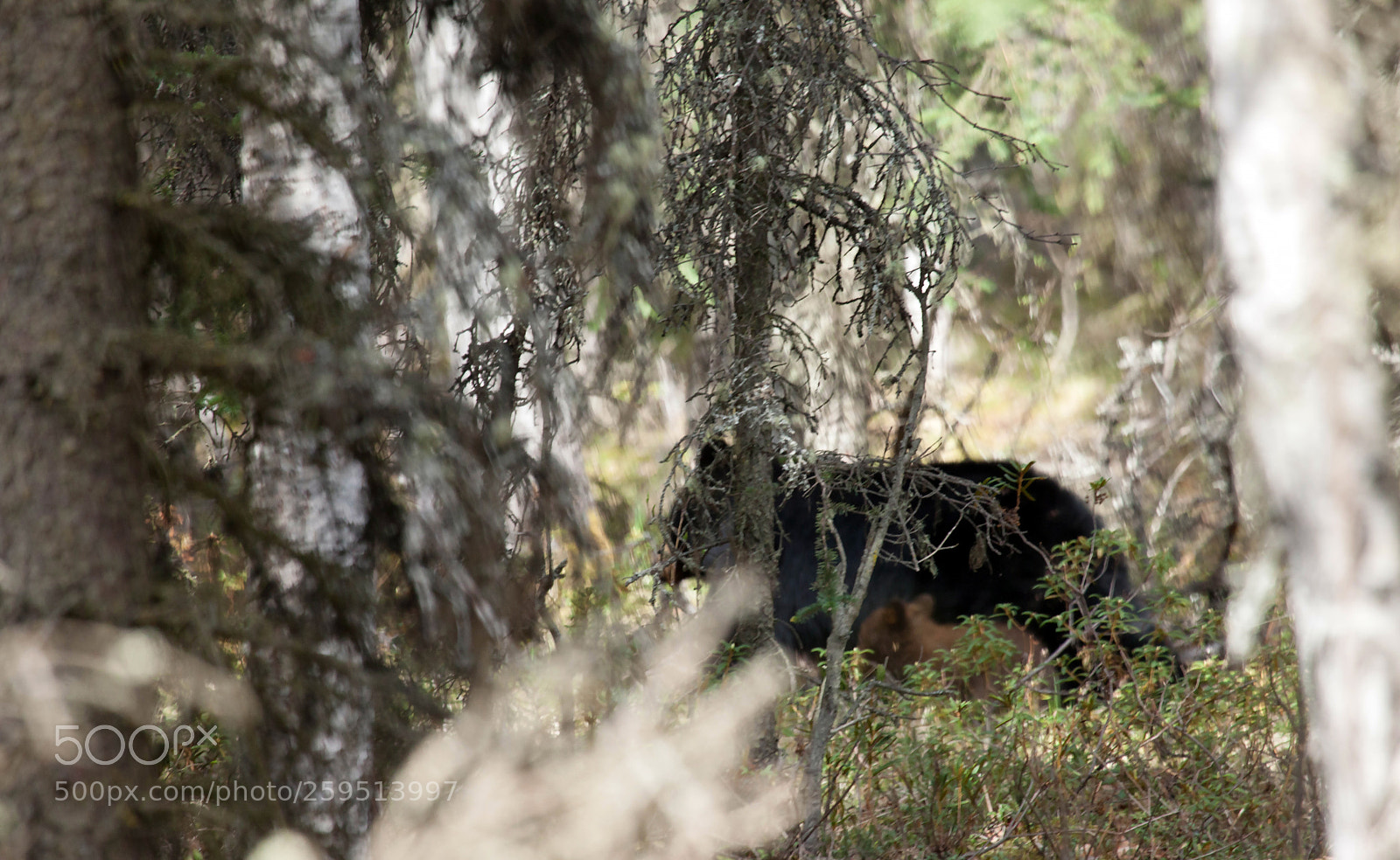 Canon EOS 5D Mark II sample photo. Just a glimpse photography