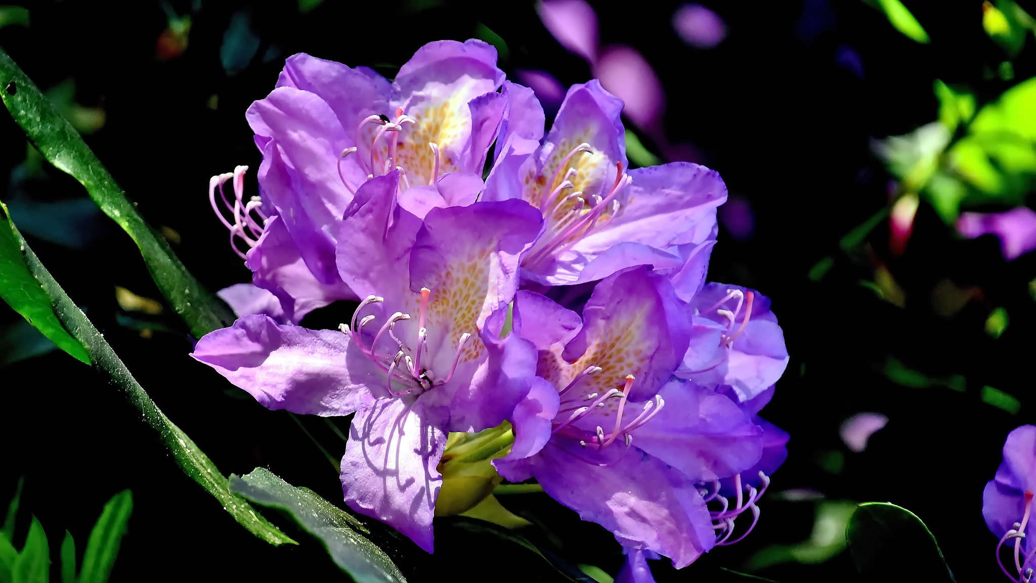 Nikon D7200 sample photo. Where are the bees??? photography