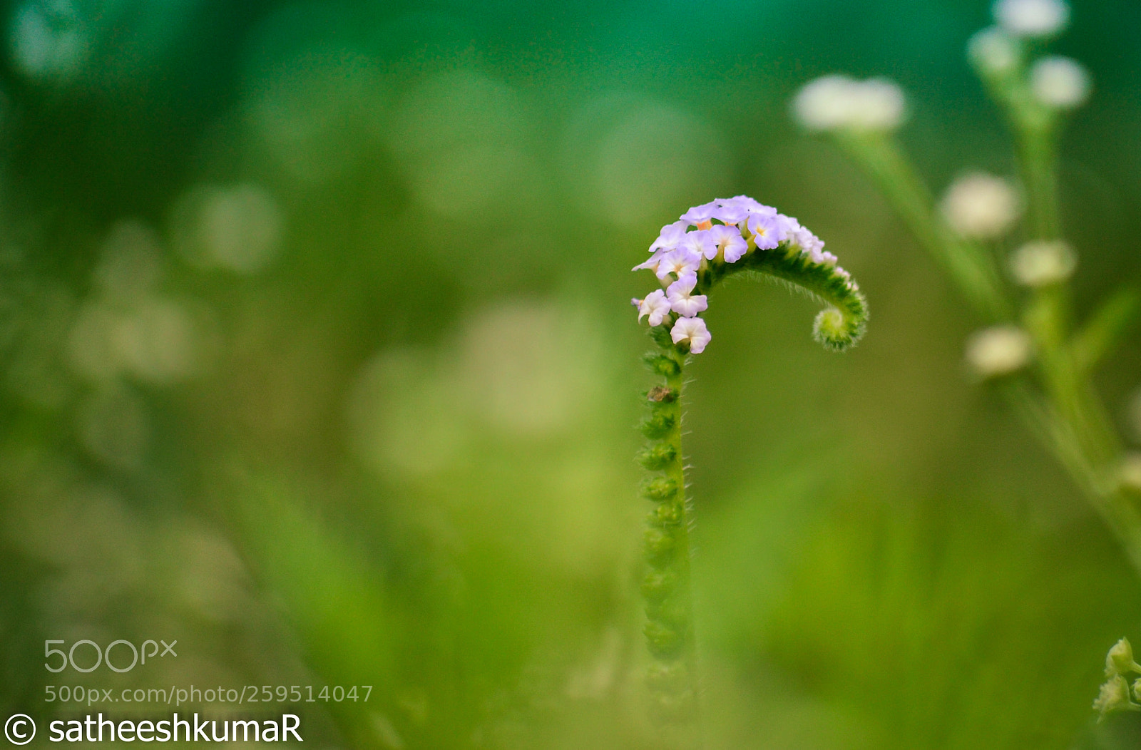Nikon D3100 sample photo. Flowers ! photography