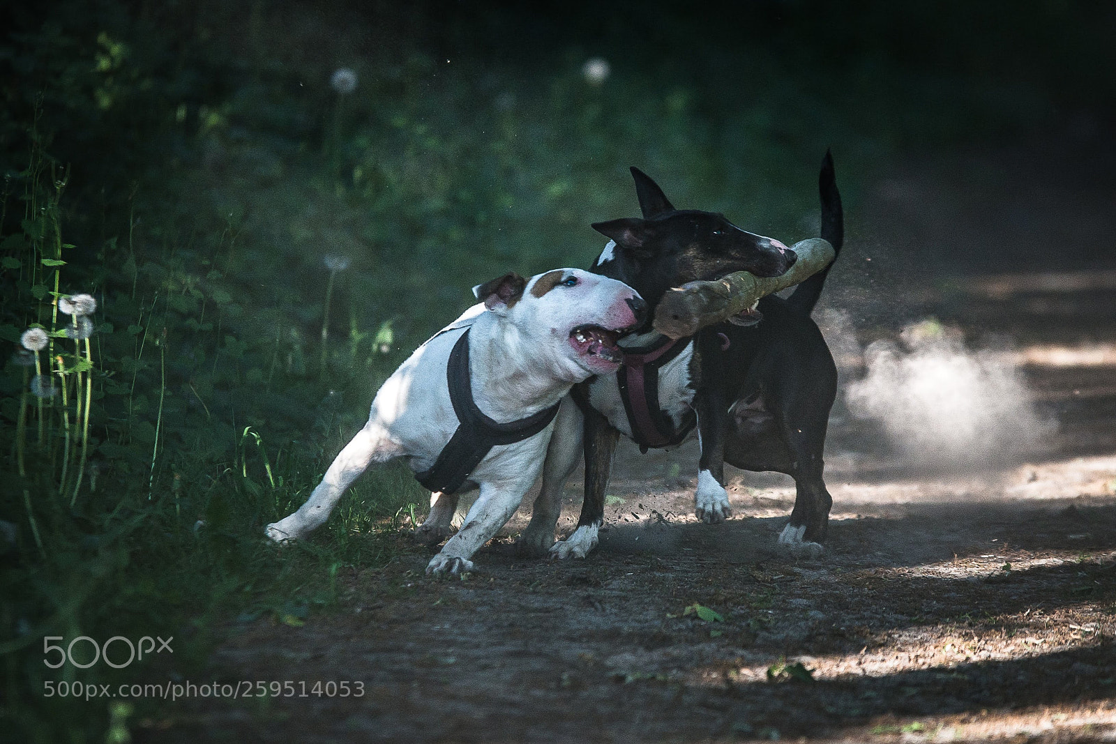 Sony SLT-A99V sample photo. Excitement around the stick photography