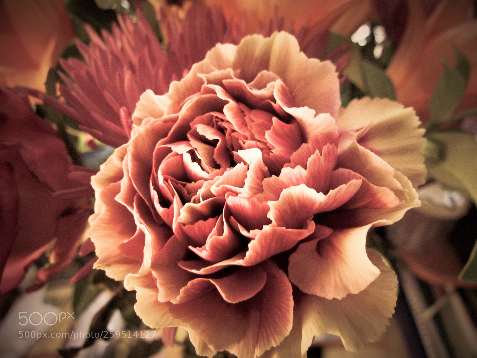 Canon PowerShot SX30 IS sample photo. Carnation photography
