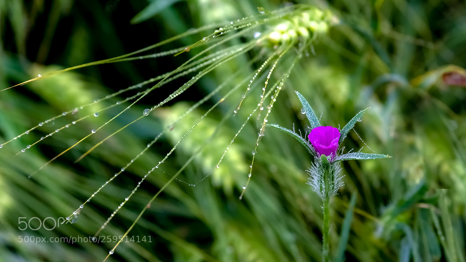 Canon EOS 7D sample photo. Early morning in the photography