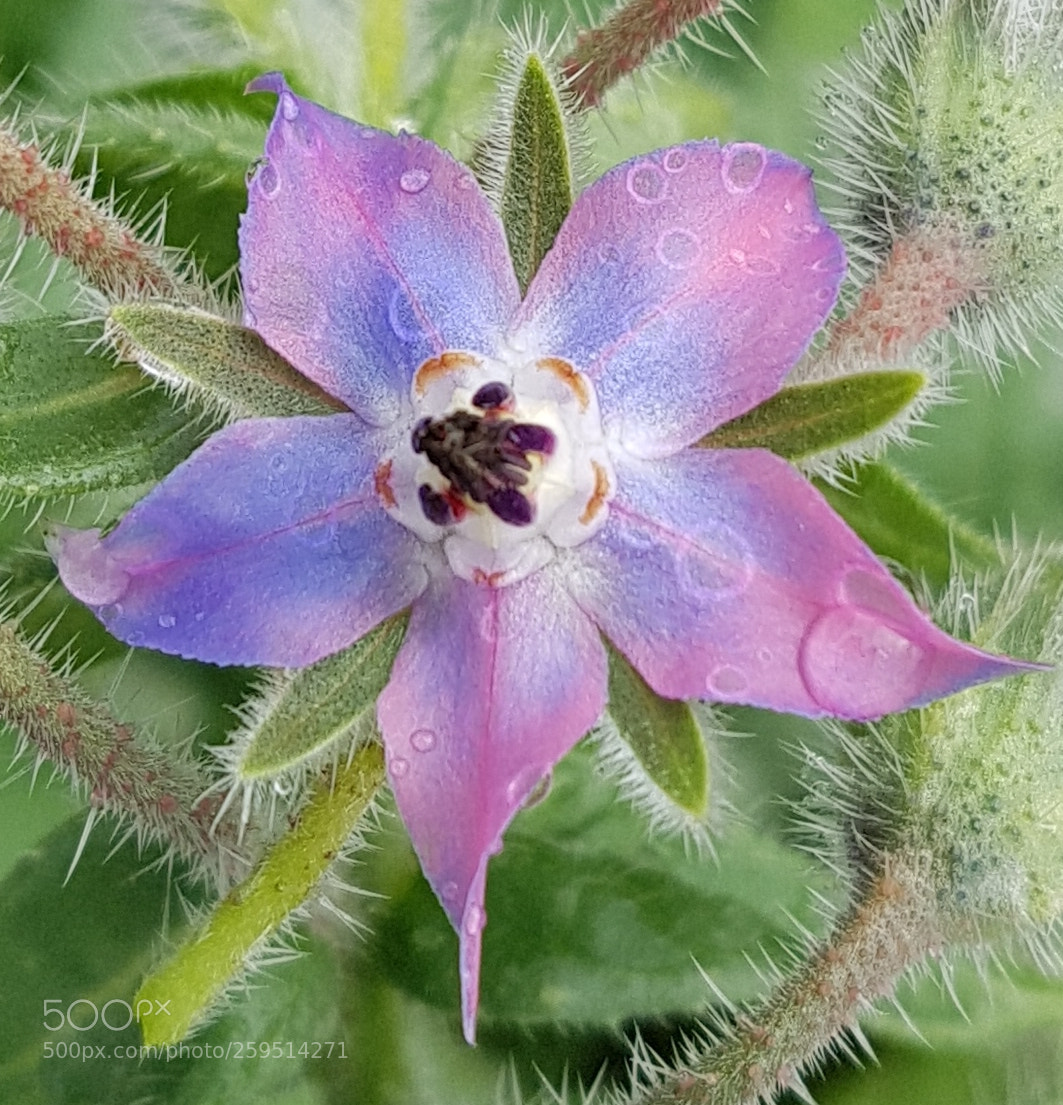 Samsung Galaxy S7 sample photo. Borage flower photography