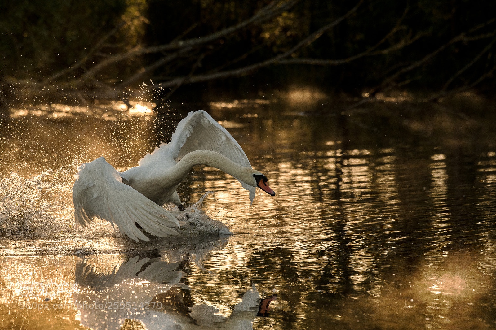 Nikon D850 sample photo. Attack photography