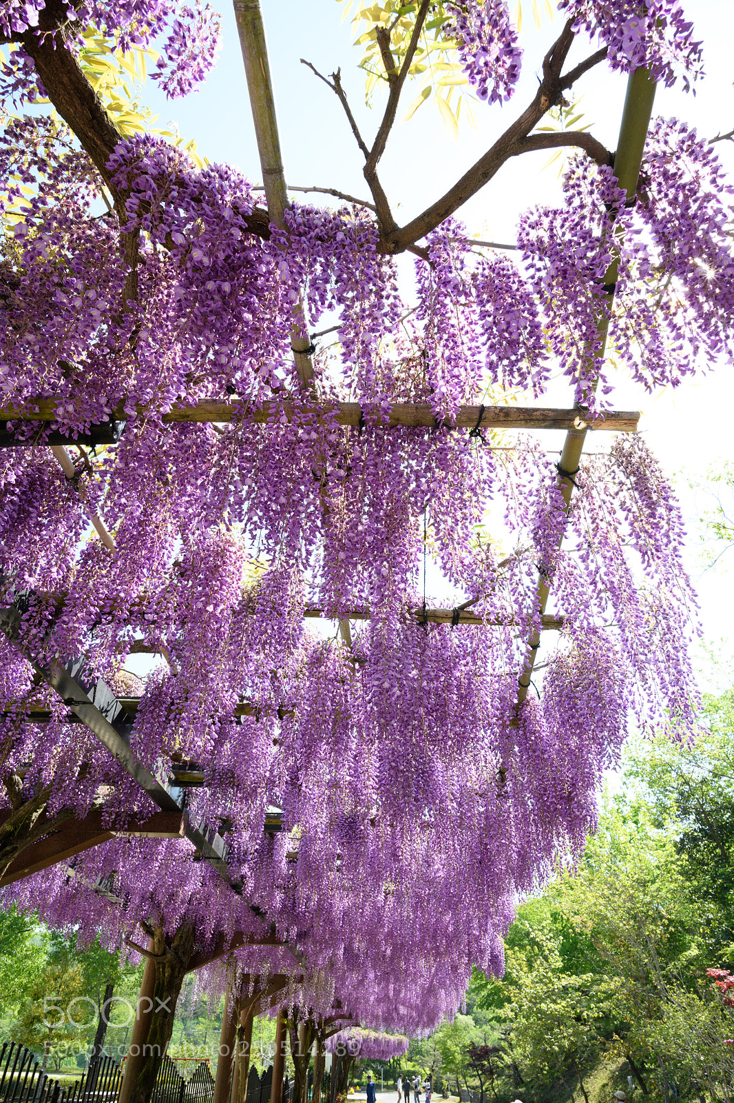 Nikon D850 sample photo. Wisteria's corridor photography