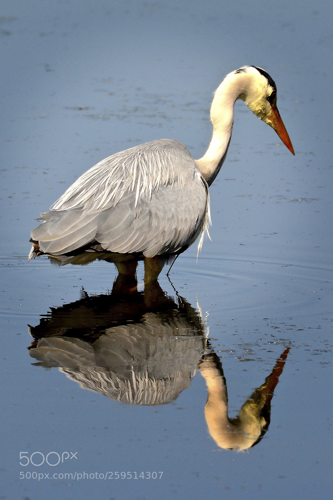 Nikon D7100 sample photo. Grey heron a photography