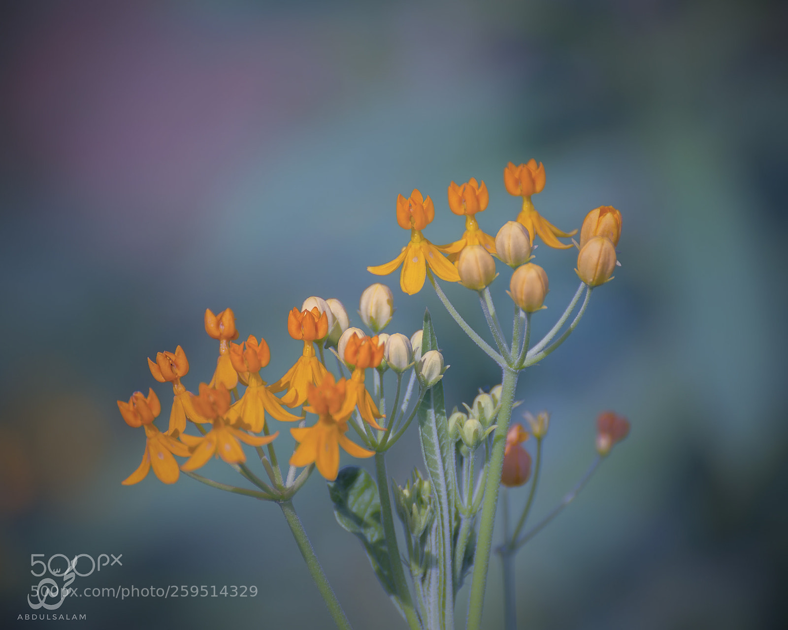 Nikon D610 sample photo. Flowers photography