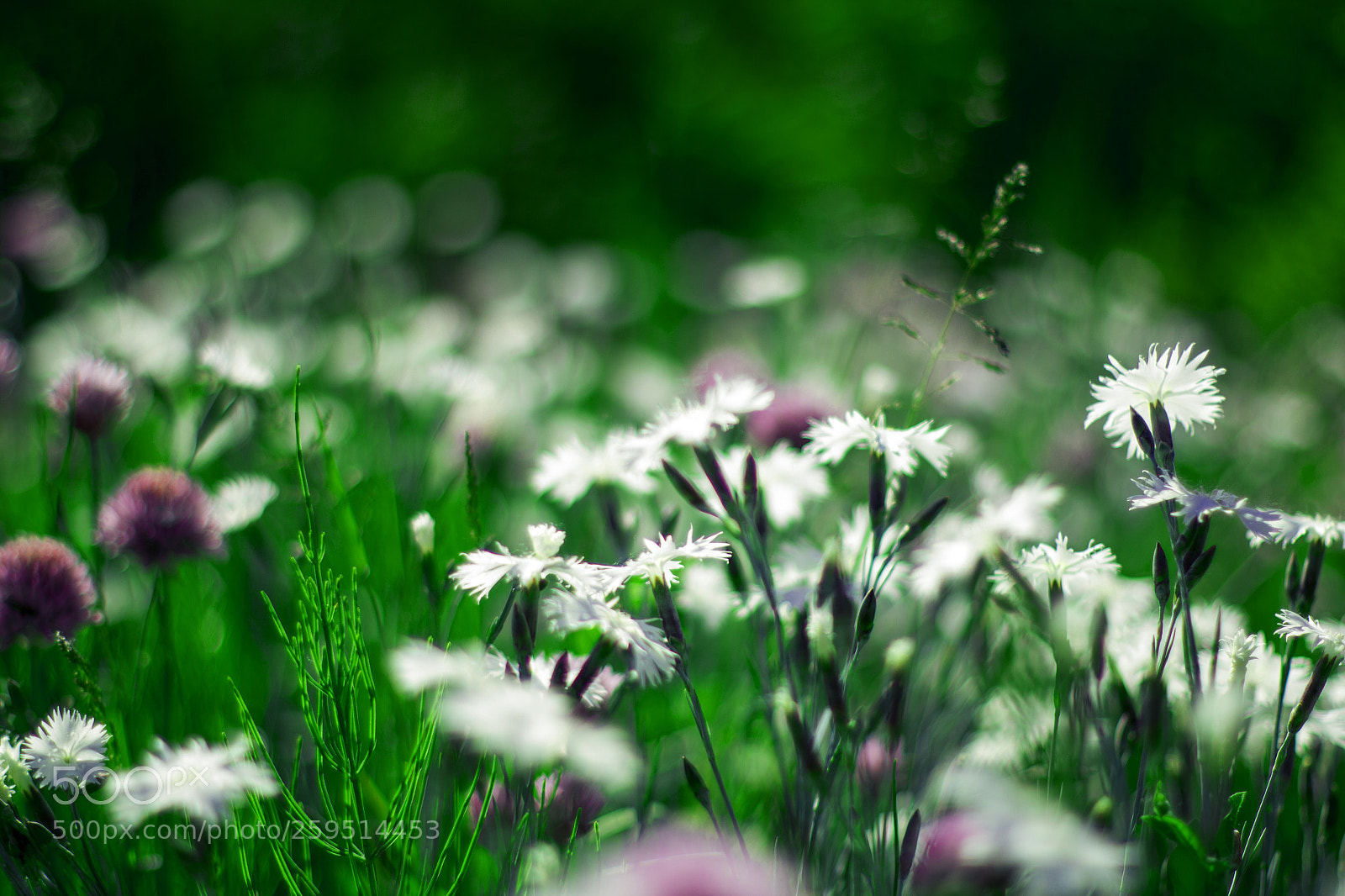 Canon EOS 550D (EOS Rebel T2i / EOS Kiss X4) sample photo. а photography