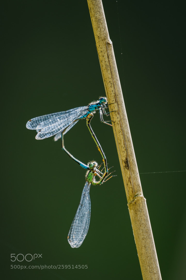 Nikon D500 sample photo. Lantaarntjes (ischnura elegans) photography