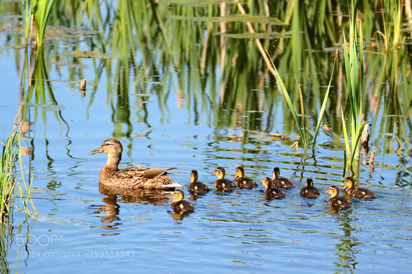 Nikon D7100 sample photo. Little ducks photography