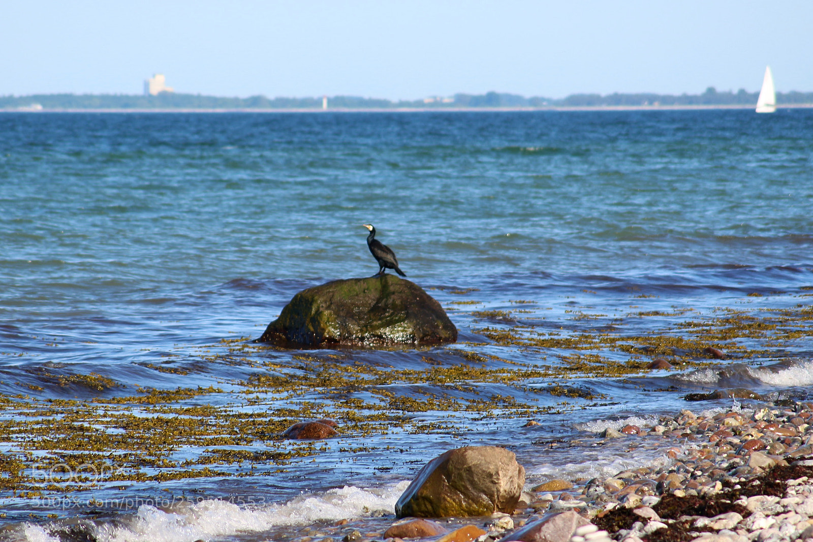 Canon EOS 100D (EOS Rebel SL1 / EOS Kiss X7) sample photo. A cormorant on a photography