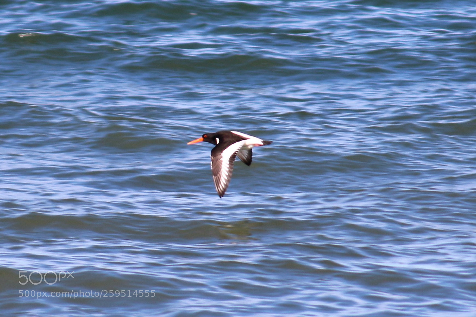 Canon EOS 100D (EOS Rebel SL1 / EOS Kiss X7) sample photo. An oystercatcher in flight photography