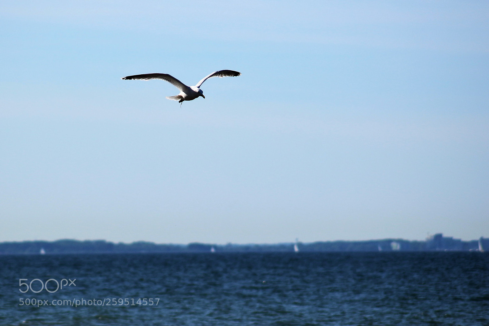 Canon EOS 100D (EOS Rebel SL1 / EOS Kiss X7) sample photo. A black-headed gull laughs photography