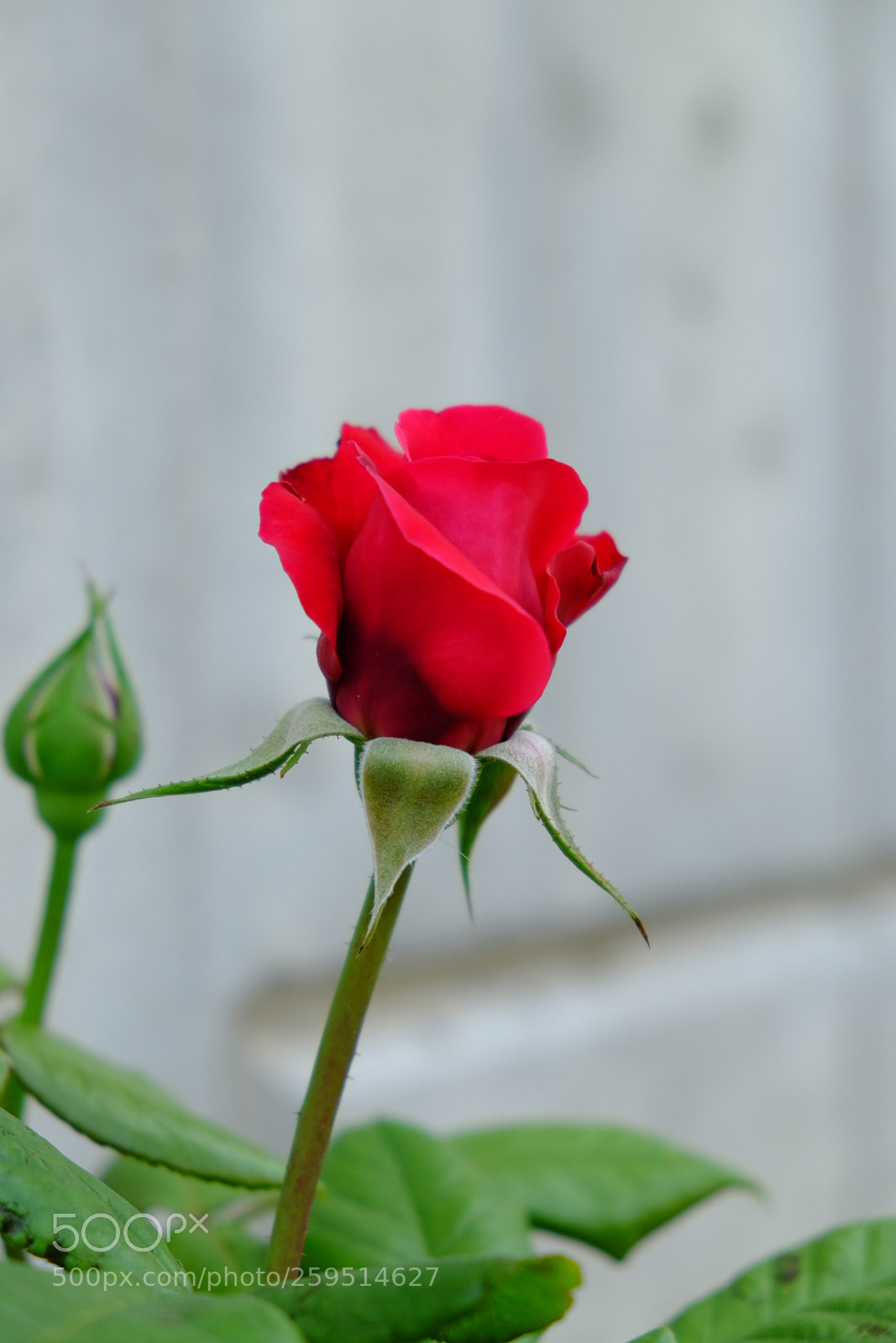 Fujifilm X-T10 sample photo. Rose photography