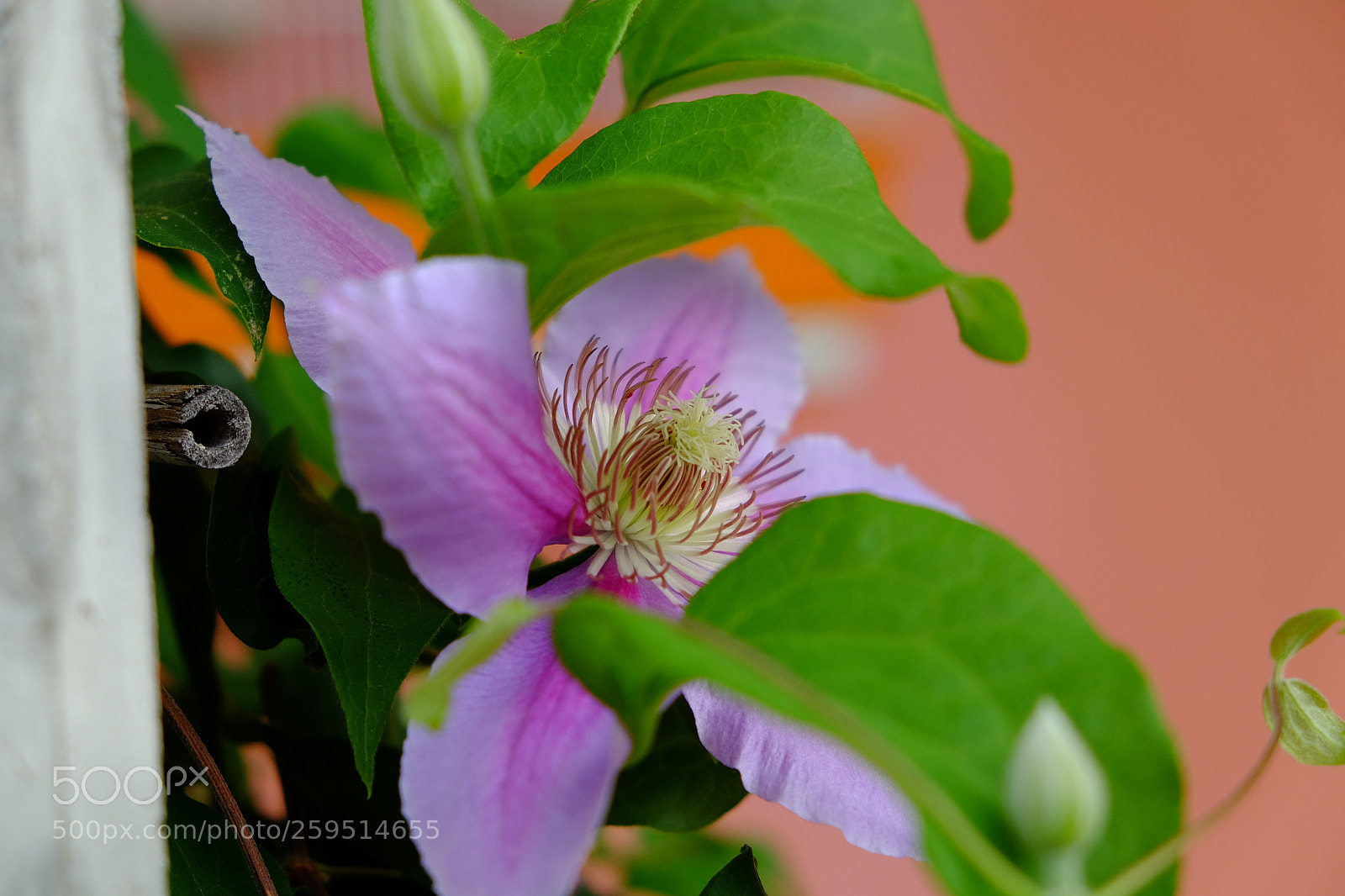 Fujifilm X-T10 sample photo. Flower photography