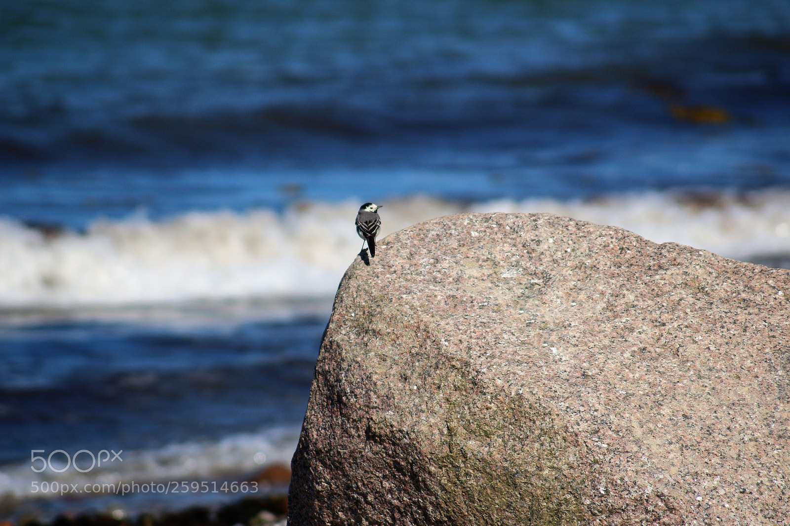 Canon EOS 100D (EOS Rebel SL1 / EOS Kiss X7) sample photo. A wagtail enjoys the photography