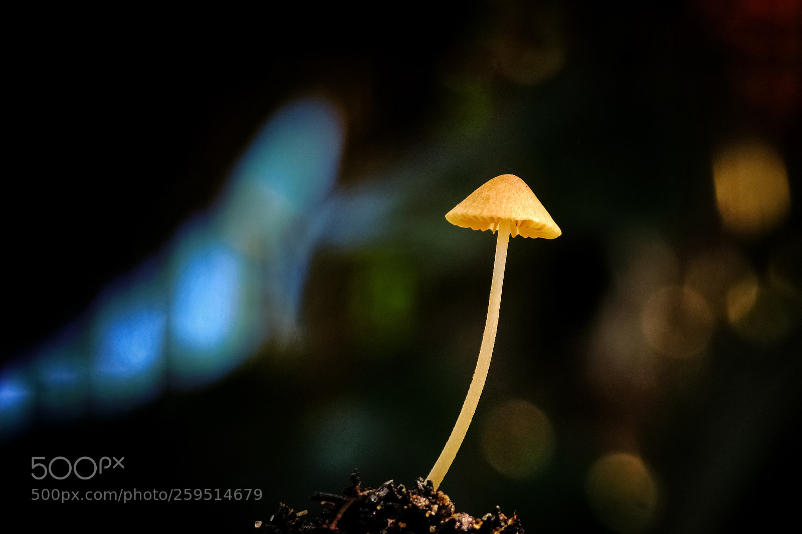 Canon PowerShot SX50 HS sample photo. Wild mushrooms photography