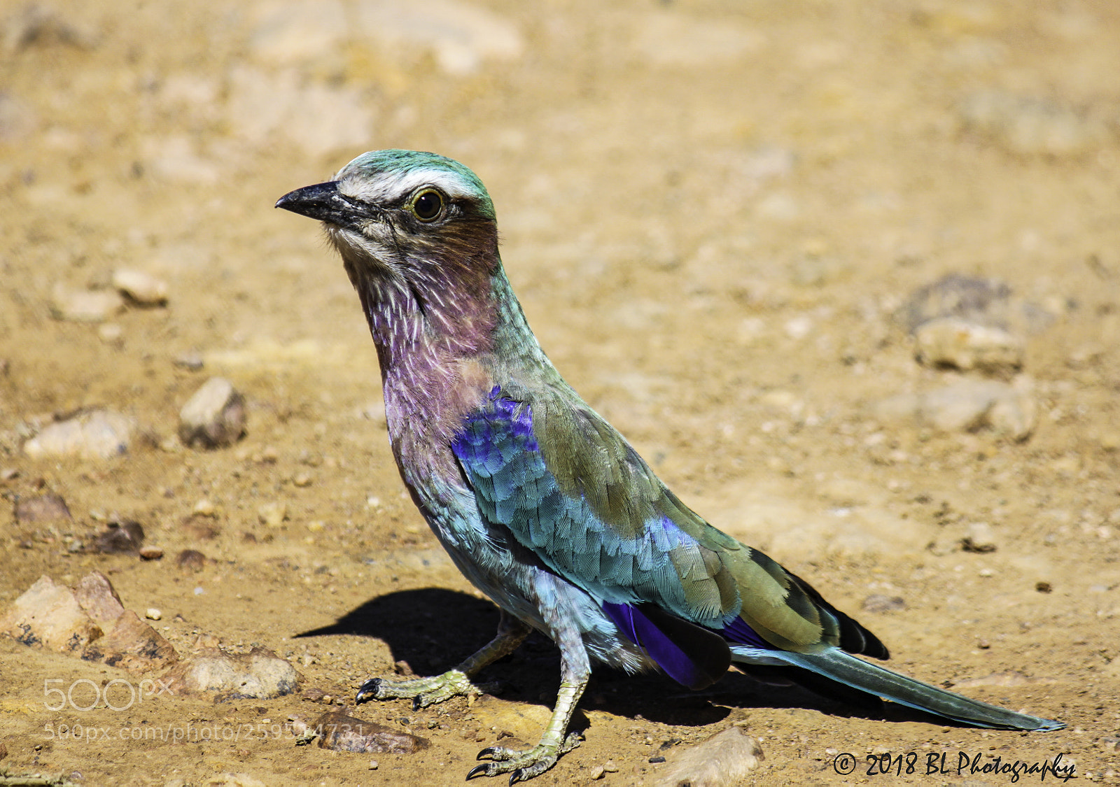 Canon EOS 500D (EOS Rebel T1i / EOS Kiss X3) sample photo. Lilac breasted roller photography
