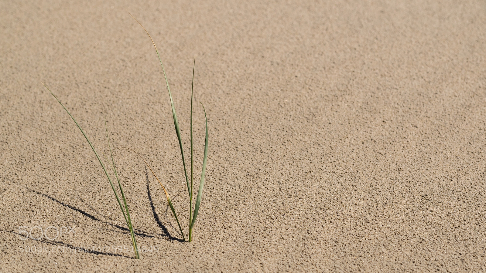 Olympus OM-D E-M1 sample photo. Lonely beachgrass photography
