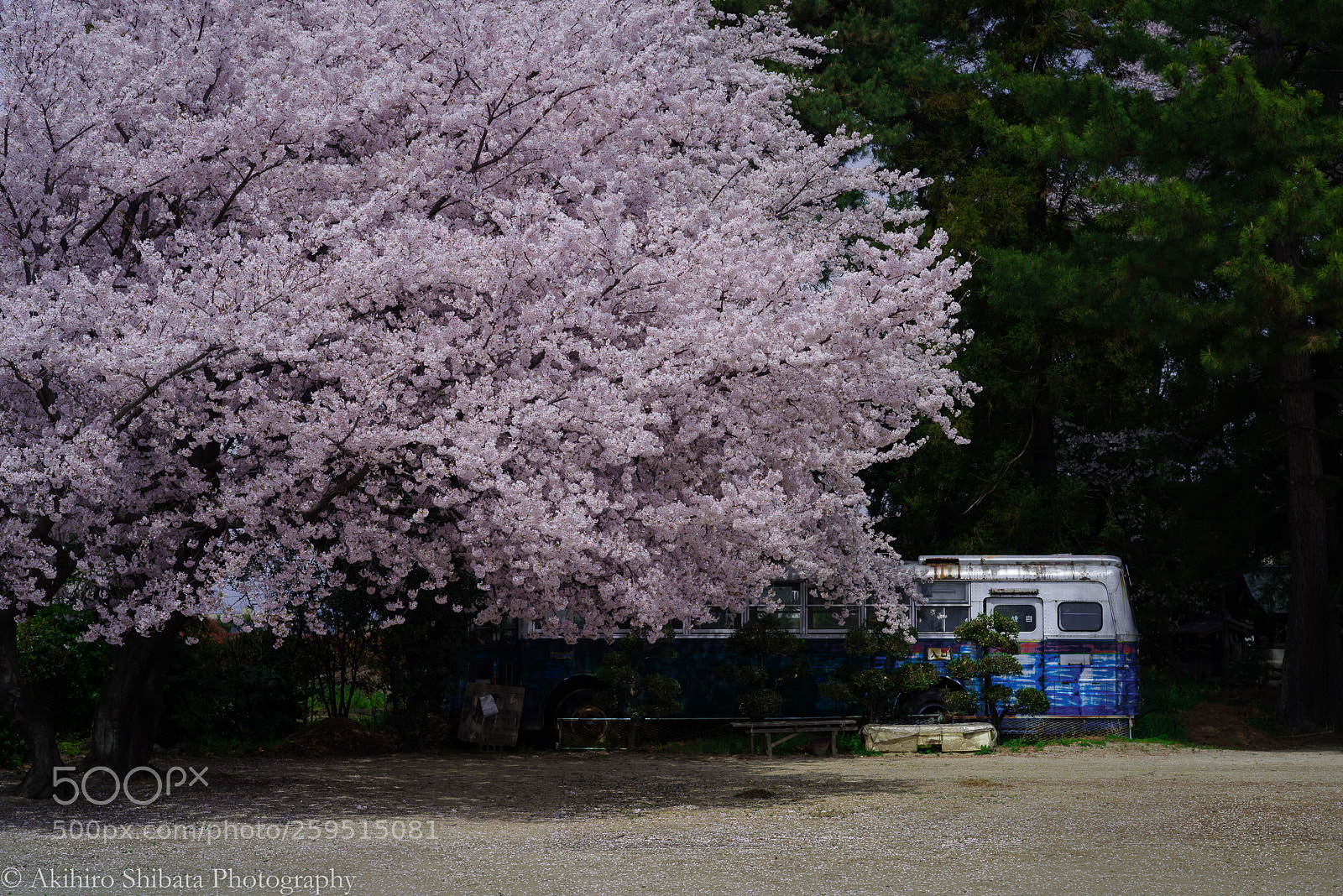 Pentax K-1 sample photo. Sakura photography