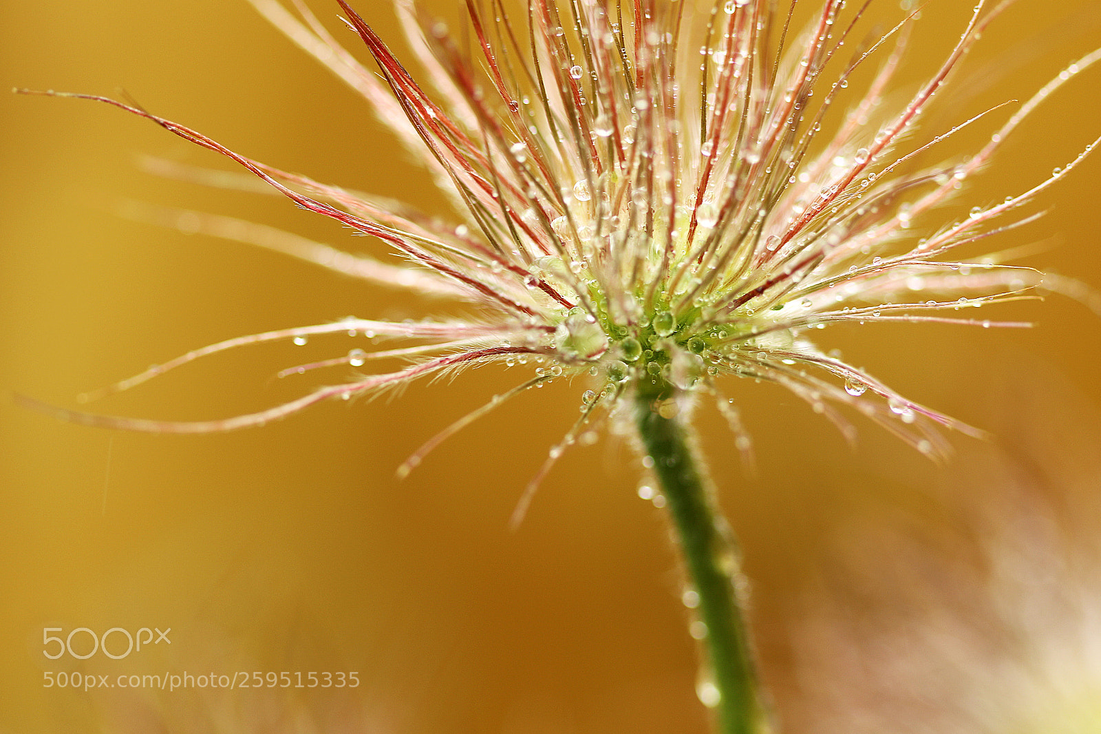 Canon EOS 7D Mark II sample photo. Spring shower in garden photography