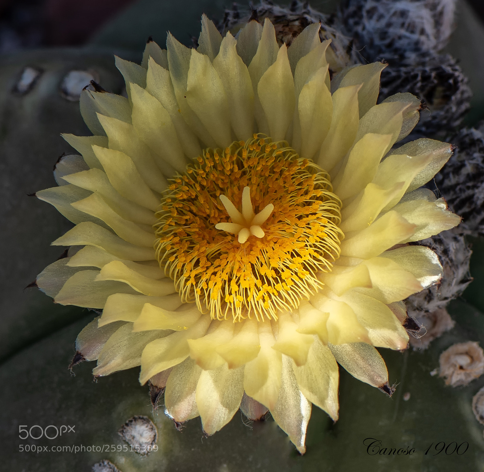 Nikon D810 sample photo. Cactus flor photography