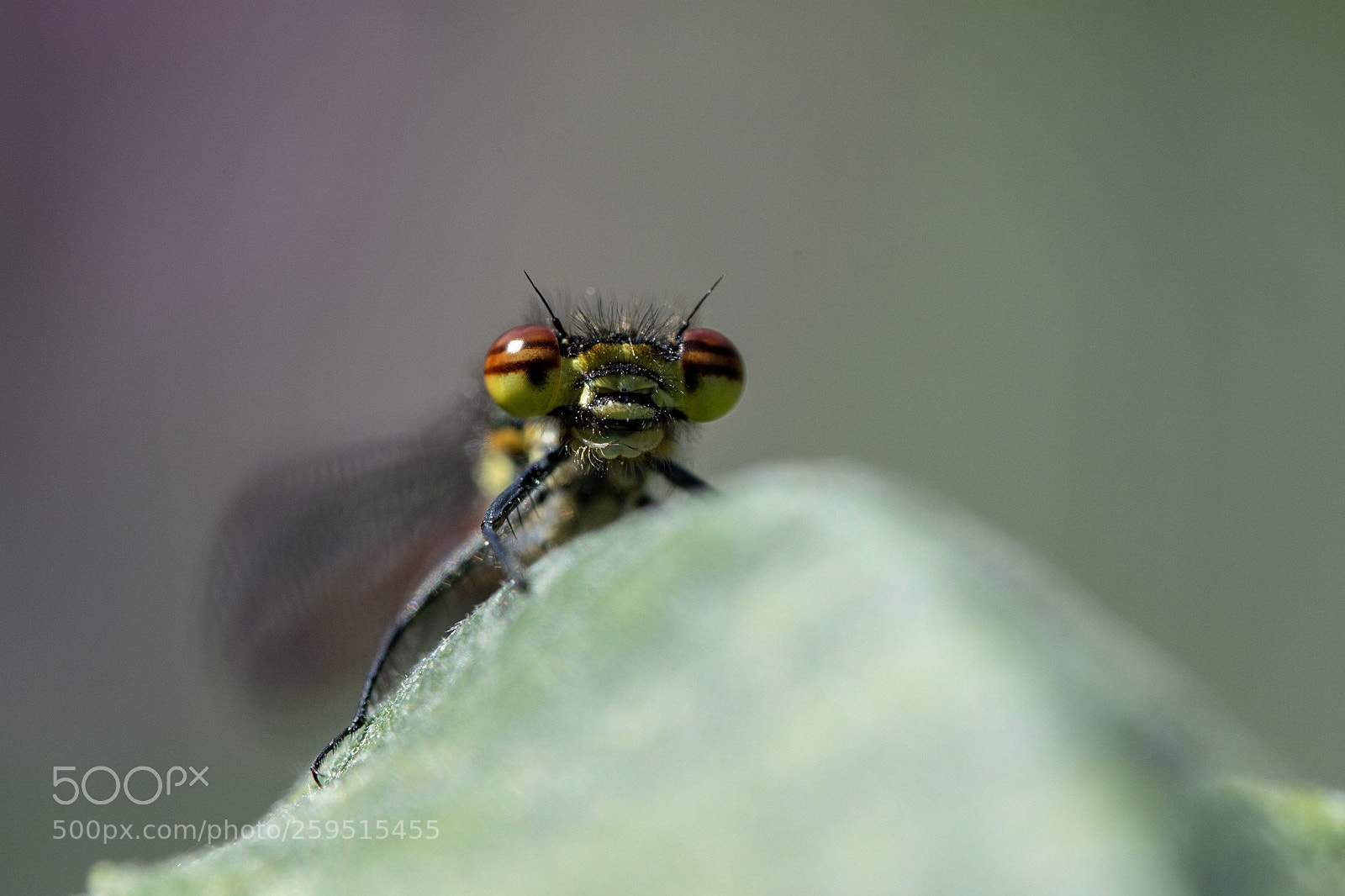 Nikon D7200 sample photo. Damselfly photography