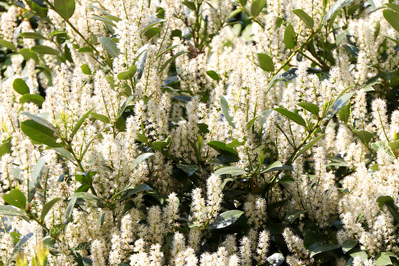 Canon EOS 77D (EOS 9000D / EOS 770D) sample photo. Cherry laurel photography