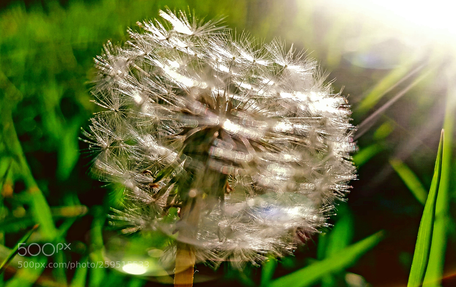 Samsung Galaxy S8+ sample photo. Sunny dandelion photography