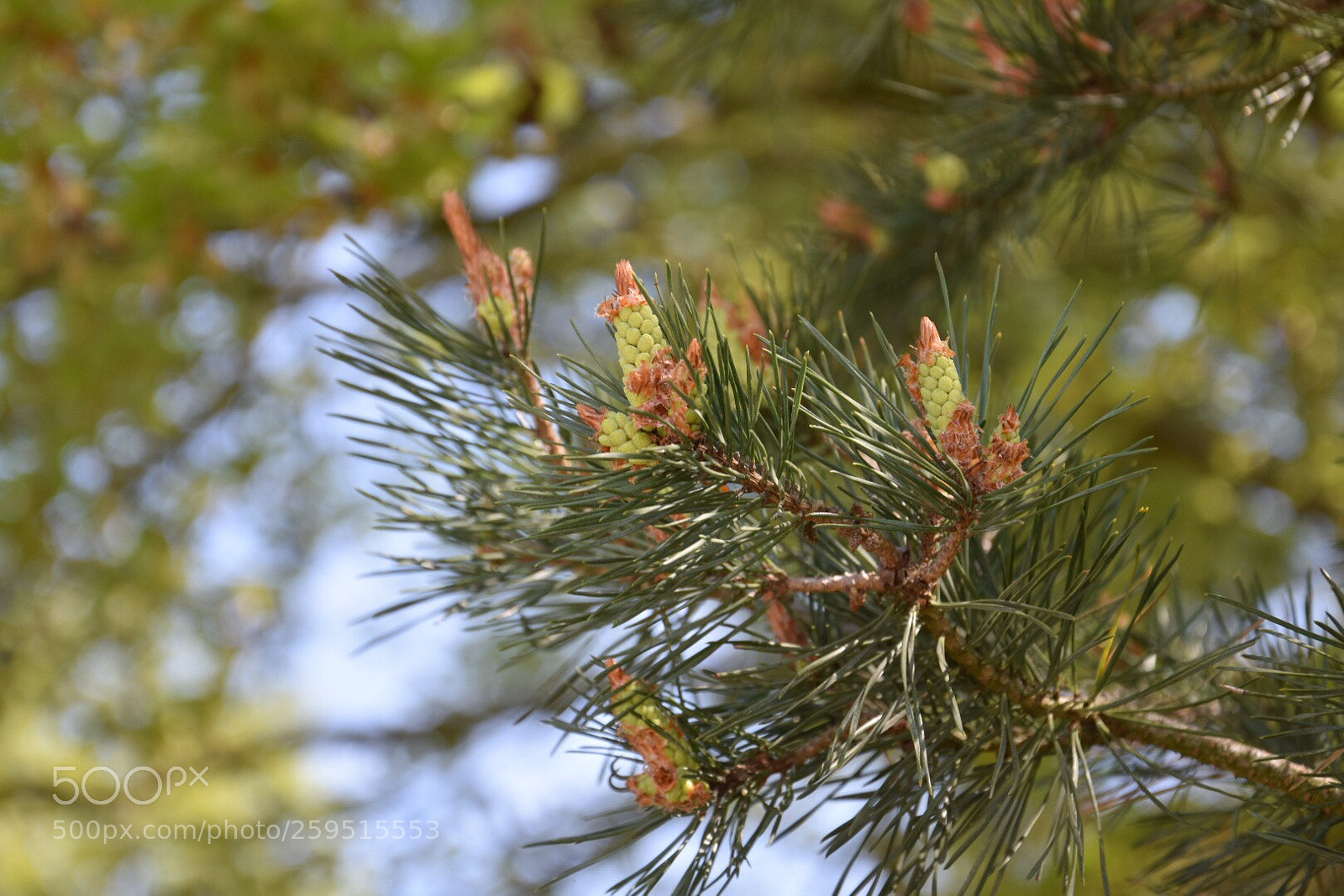 Nikon D3400 sample photo. Untitled photography