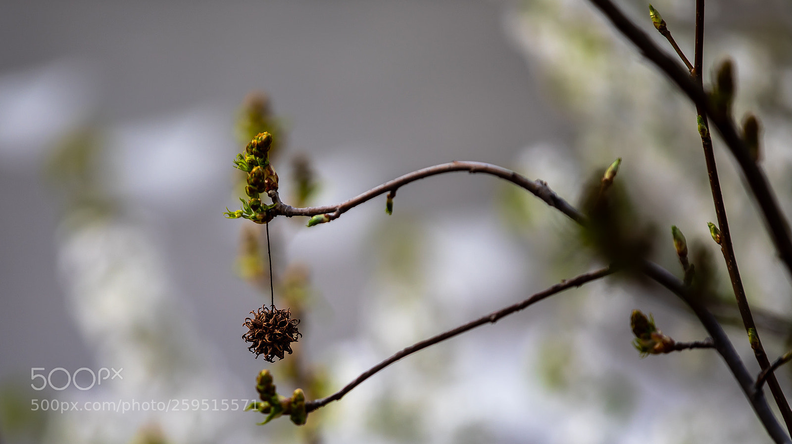 Canon EOS 5D Mark IV sample photo. Iso 100 photography