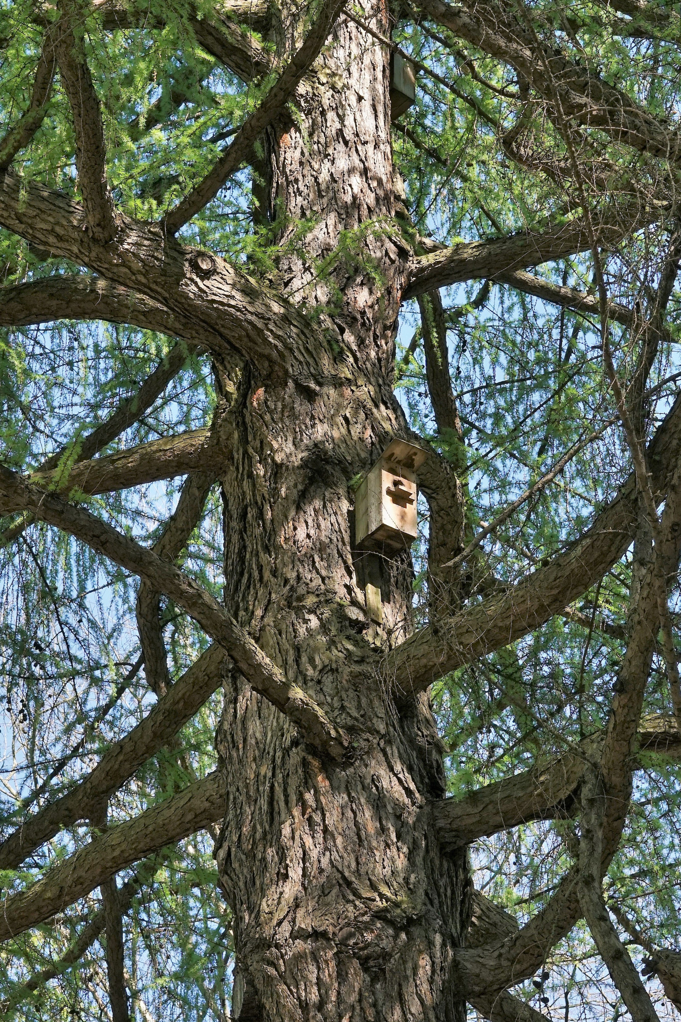 Sony a6000 + Sony Sonnar T* FE 55mm F1.8 ZA sample photo. Bird house photography