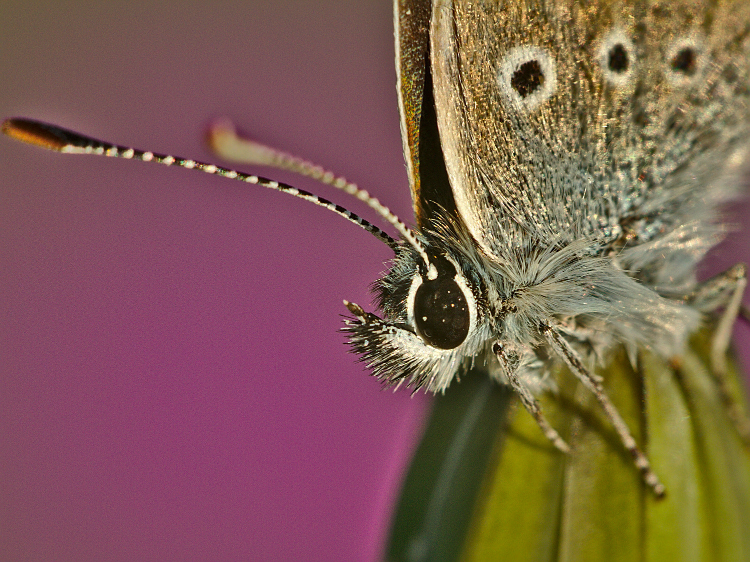 Sigma APO Macro 150mm f/2.8 EX DG HSM sample photo. Papillon photography
