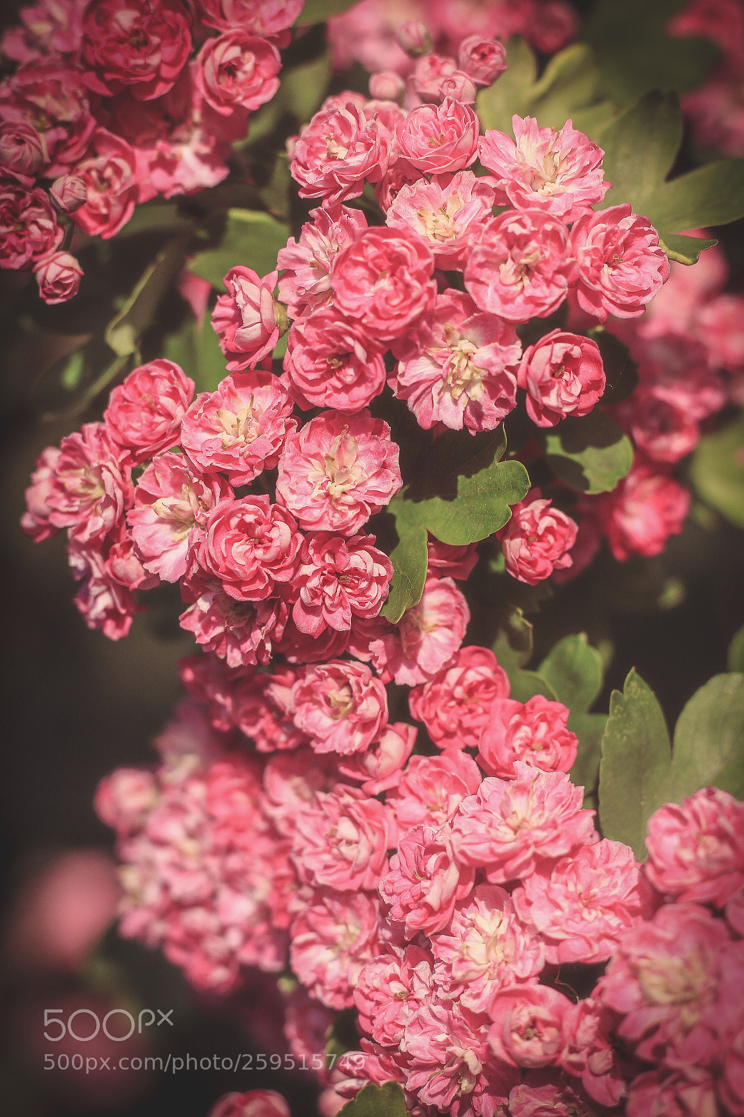 Canon EOS 1200D (EOS Rebel T5 / EOS Kiss X70 / EOS Hi) sample photo. May blossom photography