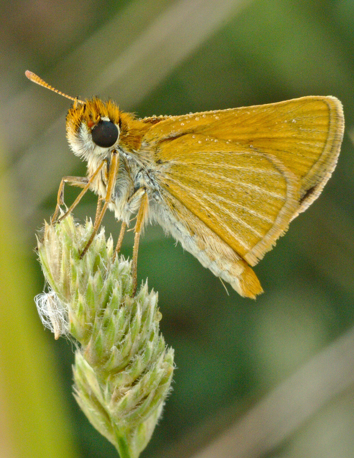 Sigma APO Macro 150mm f/2.8 EX DG HSM sample photo. Papillon photography