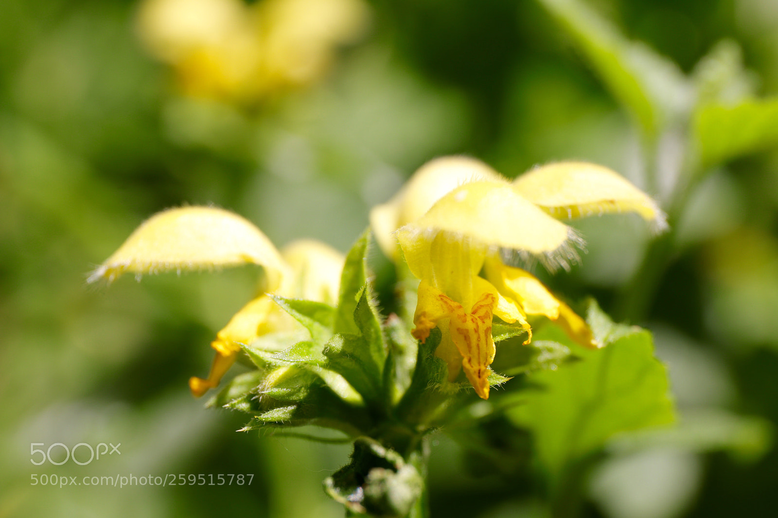 Canon EOS 77D (EOS 9000D / EOS 770D) sample photo. Gold tear photography