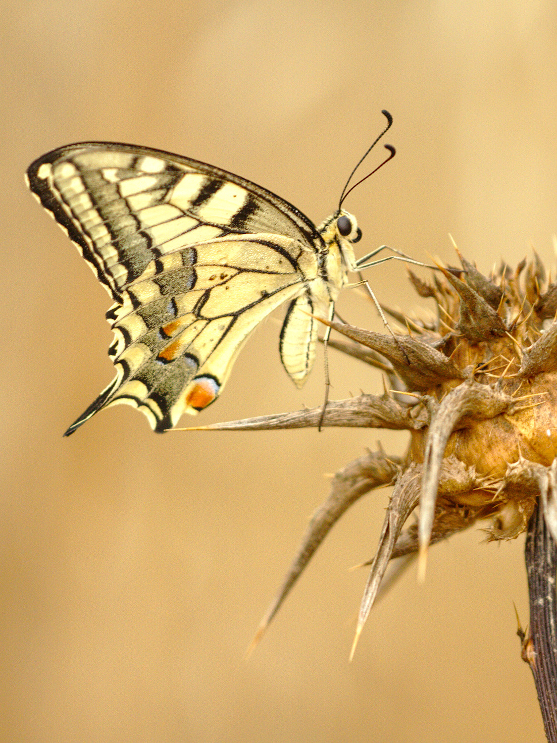 Sigma APO Macro 150mm f/2.8 EX DG HSM sample photo. Papillon photography