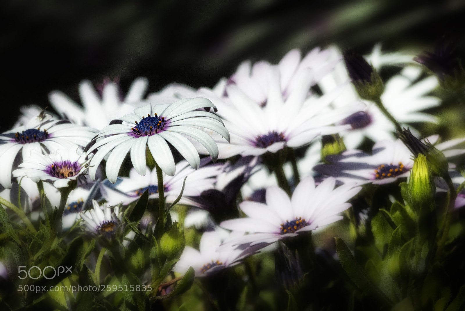 Panasonic Lumix DMC-FZ200 sample photo. White flowers photography
