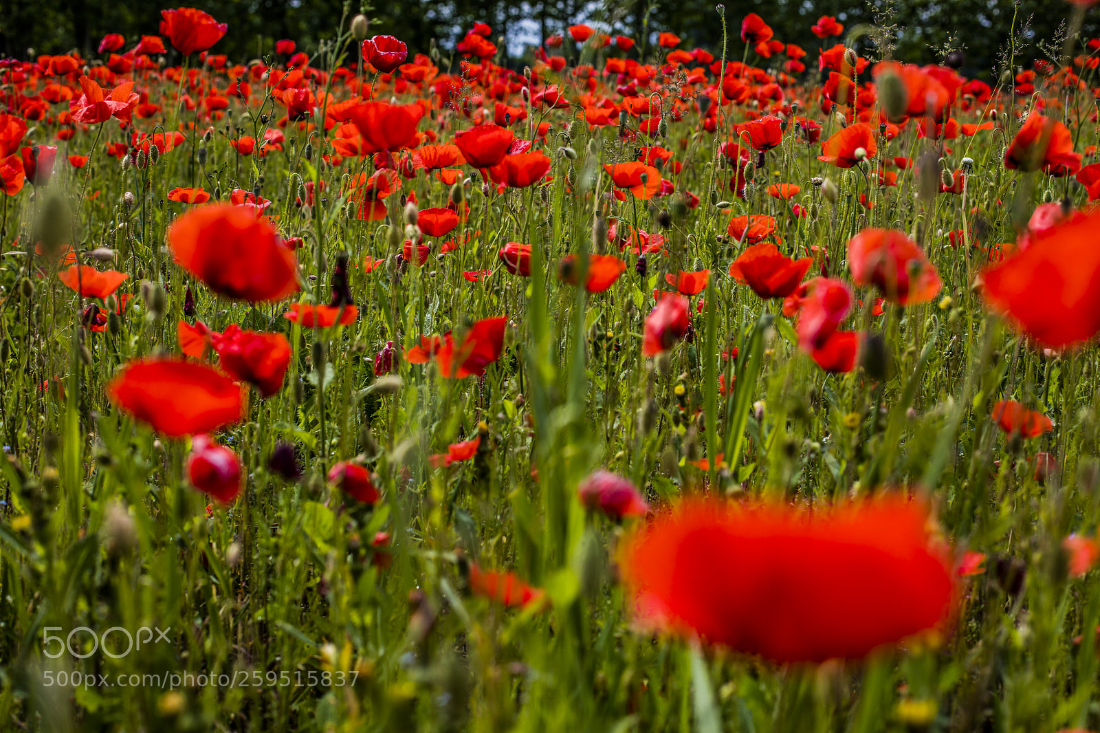 Canon EOS 5DS sample photo. Poppy field photography